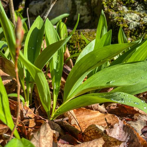 a patch of ramps (wild leeks) growing out of the dried leaves on the forest floor on Snake Mountain