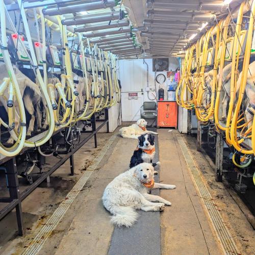 Milking Parlor