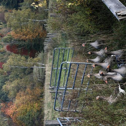 Geese in the field