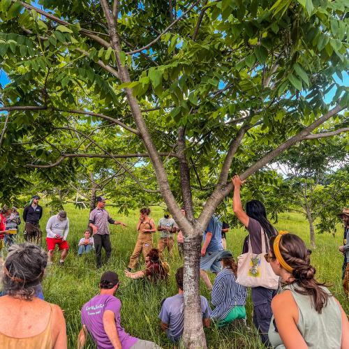 Participants in the regional agroforestry gathering are gathered in a grove of nut trees 