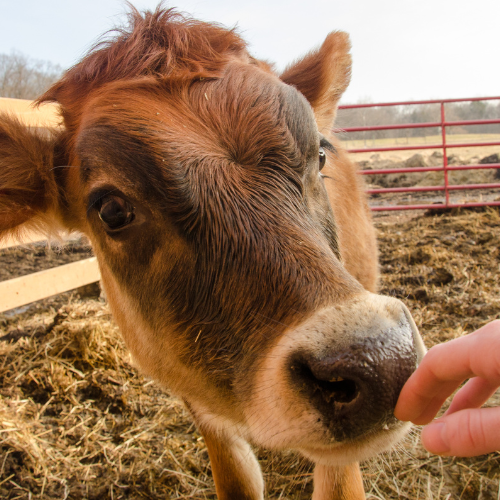 cow