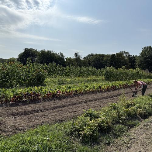 image of a vegetable field on a sunny day
