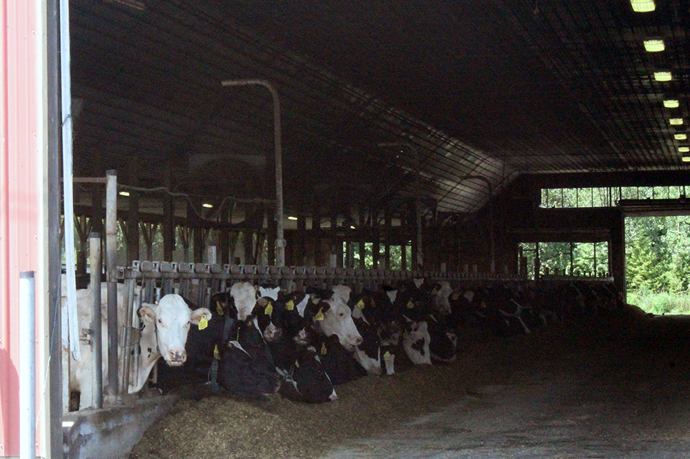 Maxwell's Neighborhood Farm