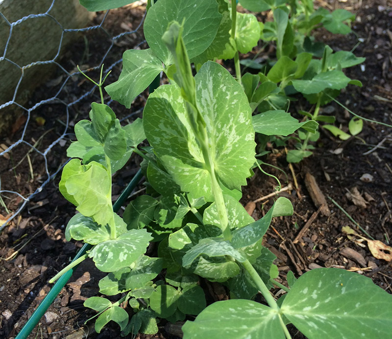 The peas are thriving