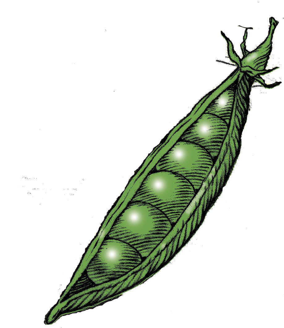 NOFA-VT pea