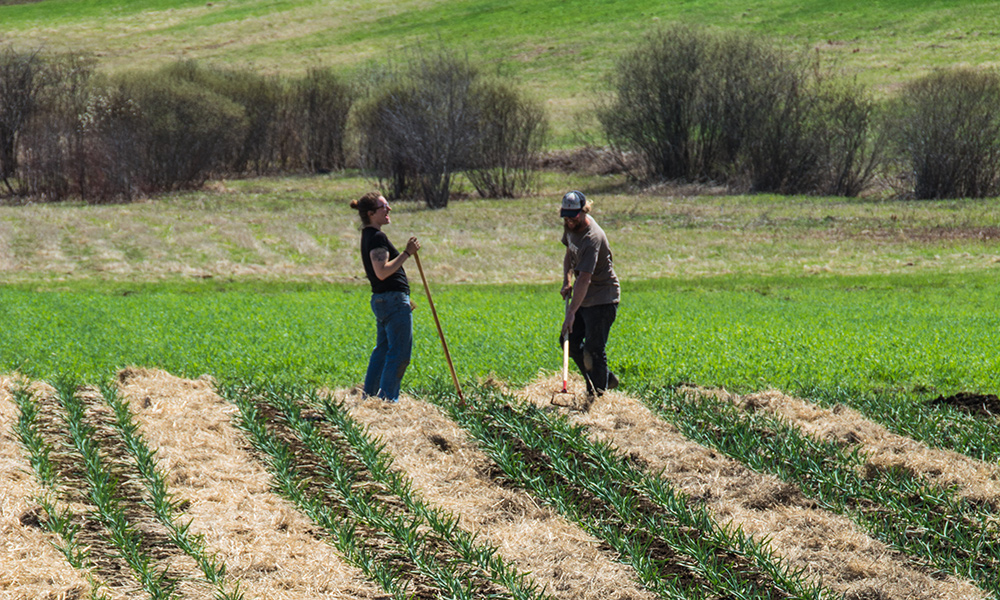 Organic Agriculture is a critical part of the solution to climate change