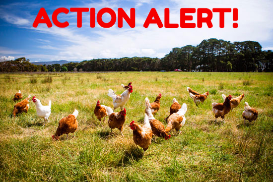 Action alert!