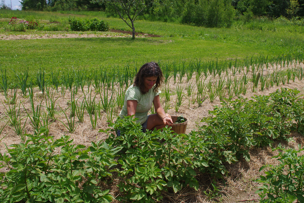 Sara Schlosser - Sandiwood Farm potatoes